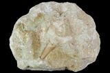Otodus Shark Tooth Fossil in Rock - Eocene #111045-1